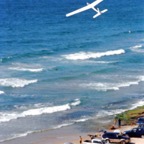 00gull4.jpg